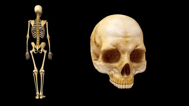 Human Skull