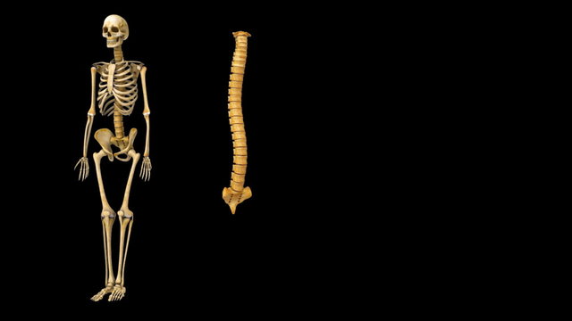 Spinal cord with hip joint