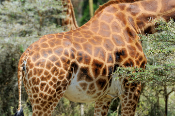 Giraffe