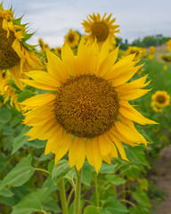 Sunflowers, Ukraine, Dnipropetrovsk region, 18.07.2014.