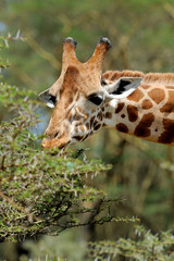 Giraffe