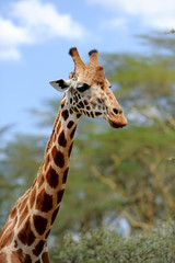 Giraffe