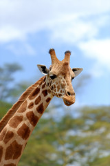 Giraffe