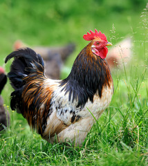 Rooster