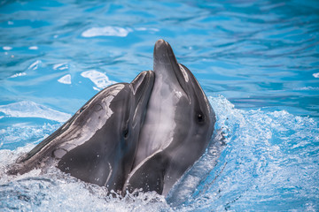 dolphin