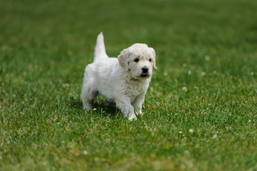 Baby swiss shepherd sitting