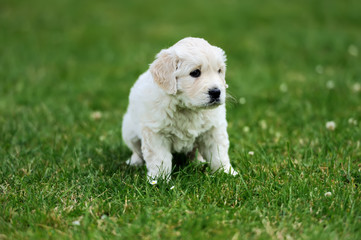 Baby swiss shepherd sitting