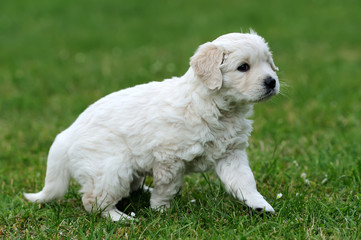 Baby swiss shepherd sitting