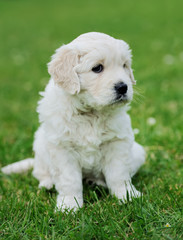 Baby swiss shepherd sitting