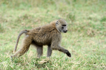 Olive baboon