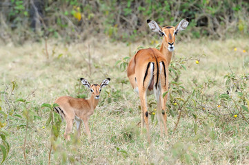 Baby impala with his mother