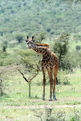 Giraffe