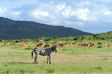 Naklejka premium Zebra