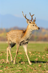 Naklejka na ściany i meble Deer in autumn field