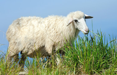 Sheep in mountain