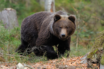Naklejka na ściany i meble Big bear in forest