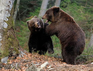 Fototapeta premium Big bear in forest