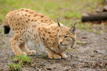 Young lynx
