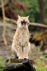 Young lynx
