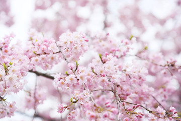 Obraz premium 桜の花