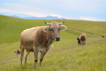 Obraz premium Cow in nature