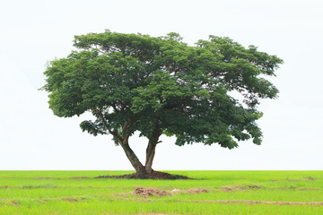 Fototapeta na wymiar Green tree isolated on white background