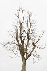 Dead tree ,Single old and dead tree isolated