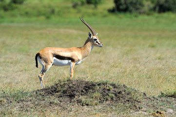 Thomson's gazelle