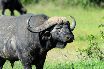 Fototapeta premium Buffalo