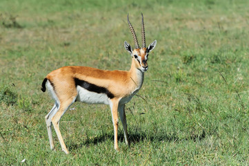 Thomson's gazelle