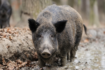 Wild boar