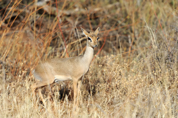 Dik-dik