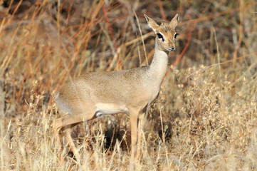 Dik-dik