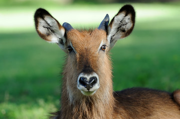 Waterbuck