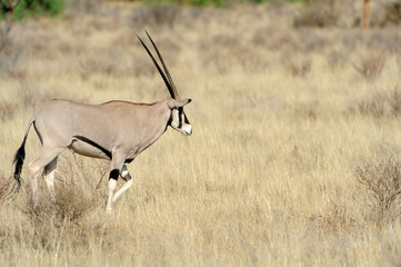 Gemsbok