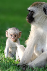 Vervet monkey