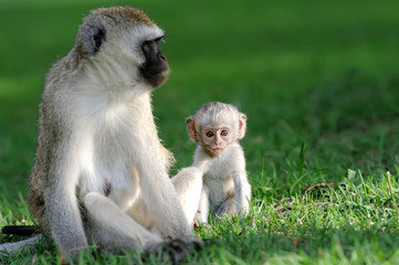 Vervet monkey
