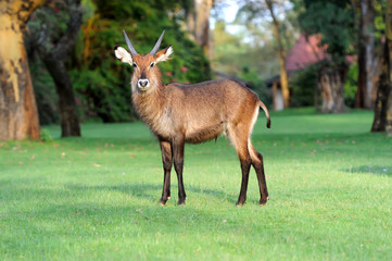 Waterbuck