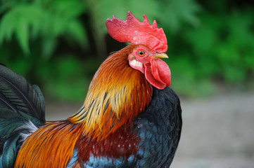 Rooster