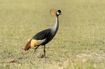 Crowned crane