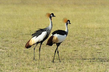 Obraz na płótnie Canvas Crowned crane