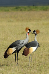 Crowned crane