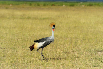 Crowned crane