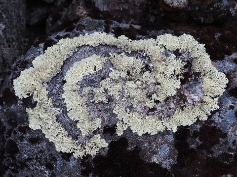 lichen on the rocks