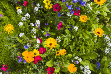 Blumen