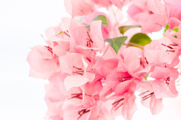 Paper flowers or Bougainvillea