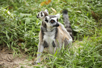 ring-tailed lemur with babies