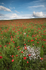 Beautiful poppy field landscape during sunset with dramatic sky