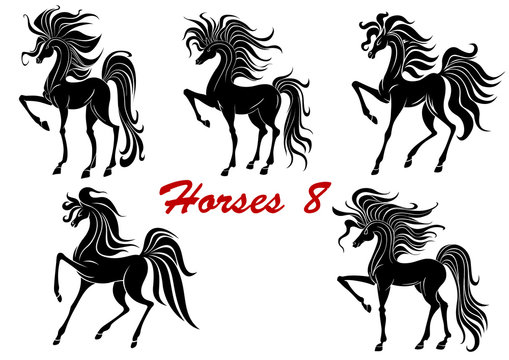 Black horse stallions set