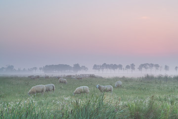 sheep on pasture in morning fog
